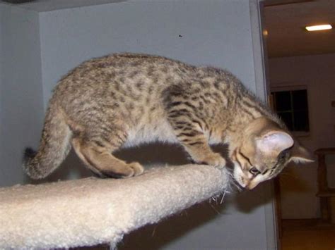Purchasing a quality rising sun kitten ~ our kittens for sale are vet checked,vaccinated, wormed, tica registered & come with a minnesota board of animal health certificate ~ courier service available ~. F4 Male Savannah / Bengal kitten for Sale in Portland ...