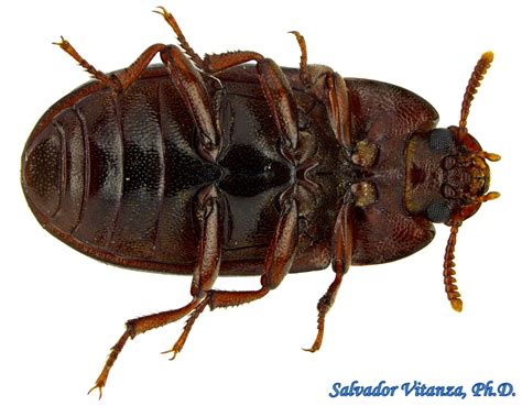 Coleoptera Tenebrionidae Alphitobius Diaperinus Lesser Mealworm D Urban Programs El Paso