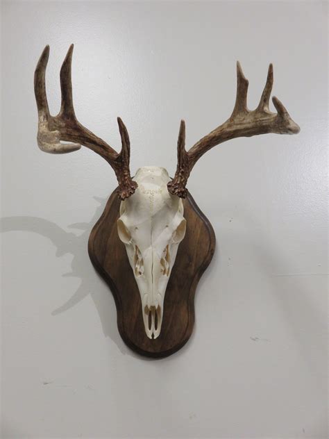 Whitetail European Mount On Plaque Hunting Home Decor Custom Wood
