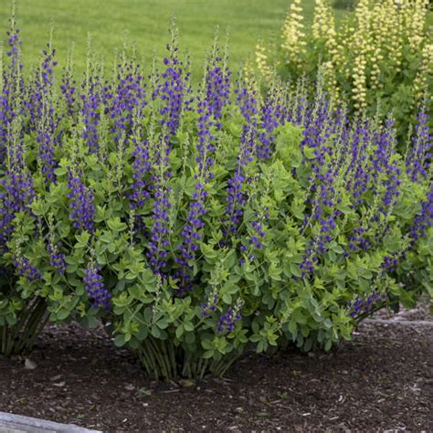 Jul 26, 2018 · the proven winners 1 gallon pugster blue butterfly bush (buddleia) live shrub with blue flowers is a nice plant that will hopefully flower next year. False Indigo - Baptisia 'Sparkling Sapphires' Proven ...