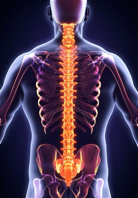 Signs And Symptoms Of Spinal Misalignment Homewood Chiropractic Clinic
