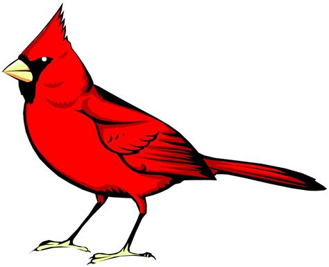 Cardinal Birds Clip Art Library