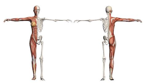 Human muscle system, the muscles of the human body that work the skeletal system, that are under voluntary control, and that are concerned with movement, posture, and balance.broadly considered, human muscle—like the muscles of all vertebrates—is often divided into striated muscle (or skeletal muscle), smooth muscle, and cardiac muscle.smooth muscle is under involuntary control and is. Best Female Anatomy Stock Photos, Pictures & Royalty-Free ...