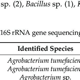 Identified Species Using S Rrna Gene Sequencing From Samples