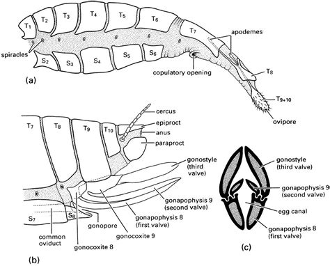 Terminalia The Insects