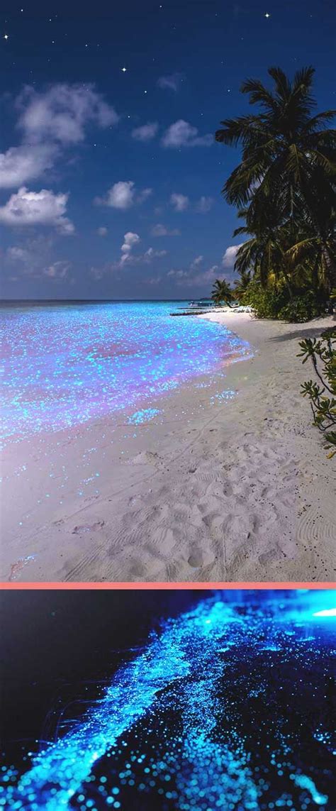Did You Know The Maldives Islands Have Some Beaches That Glow A Vibrant