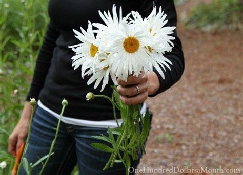 Growing Shasta Daisies From Seed One Hundred Dollars A Month Shasta