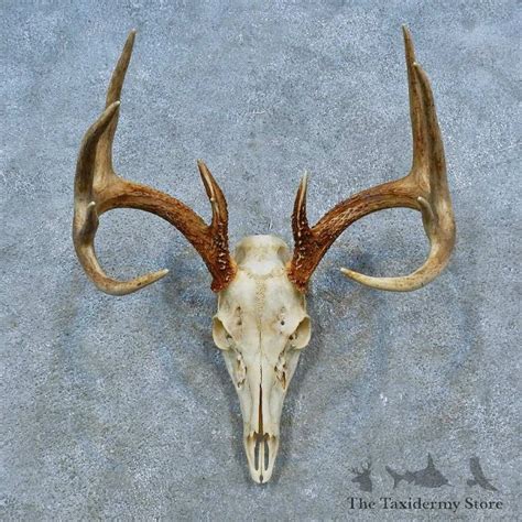 Whitetail Deer Skull European Mount For Sale 15522 The Taxidermy Store