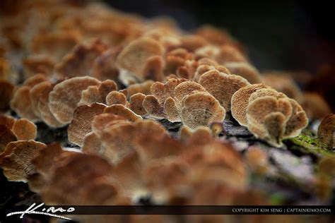 Wild Mushrooms From North Carolina