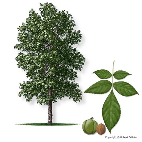 Hickory Tree Database Plants