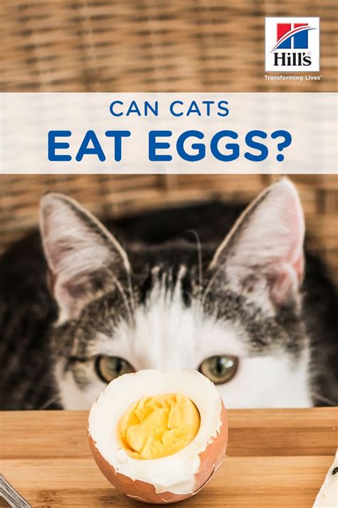 There's nothing wrong with that right?? Can Cats Eat Eggs? | Cat nutrition, How to cook eggs, Best ...