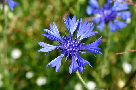 Blue Cornflower Wildflowers Flower Free Image Download