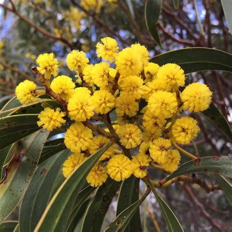Golden Wattle 💛 Australian Native Flowers Australian Flowers