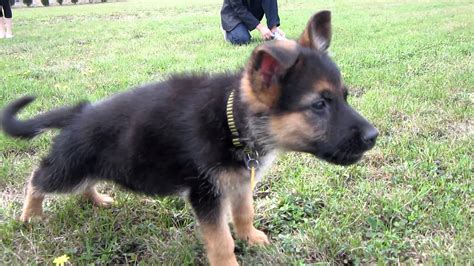 German shepherd puppies ohio, williamsport, ohio. Cheap German Shepherd Puppies | PETSIDI