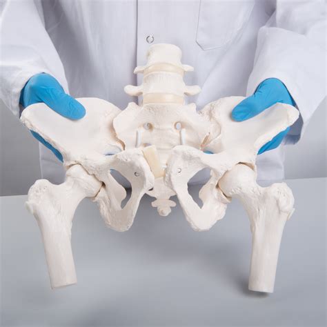 Flexible Human Female Pelvis Model With Femur Heads 3B Smart Anatomy