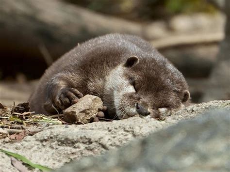 Otter Fell Asleep Holding His Rock — The Daily Otter