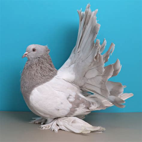 National Pigeon Association