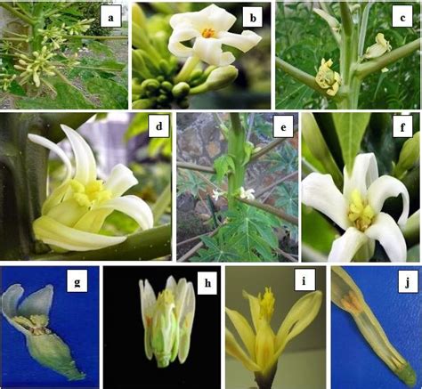 Types Of Papaya Plants And Flowers On The Basis Of Different Sex