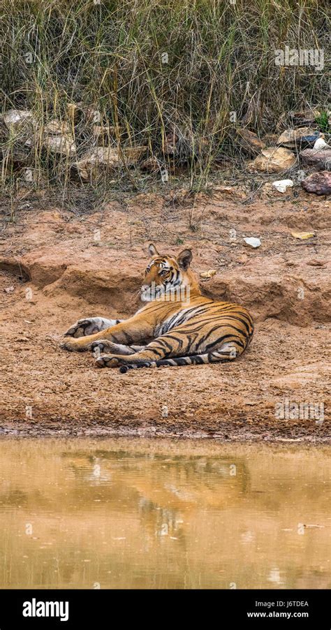 Tigers Of Bandhavgarh India Stock Photo Alamy