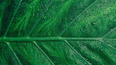 4k Wallpaper Leaf Wallpaper Download Free