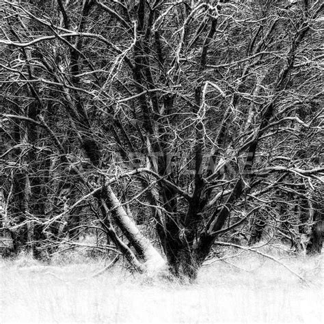 Winter Tree Photography Art Prints And Posters By Mikael Svensson