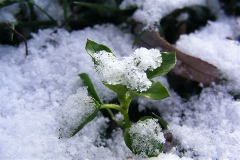 Plants In Snow Plants In Snow Hatm Flickr