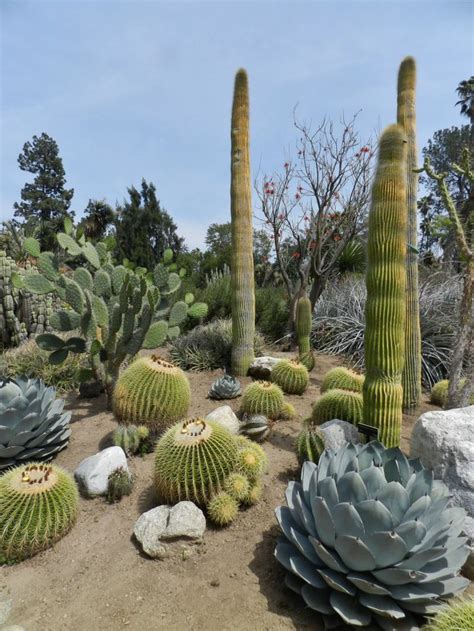 43 Best Succulent Cactus Garden At Huntington Images On Pinterest