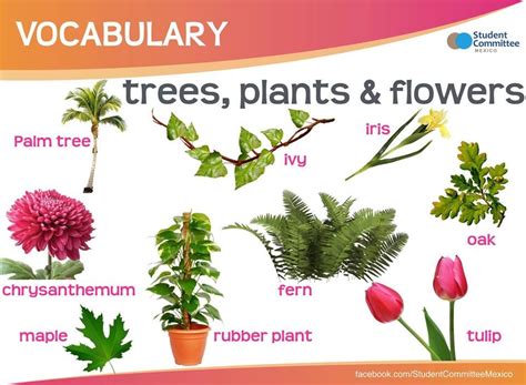 Trees Plants And Flowers Vocabulary Английский язык Язык Английский