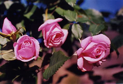 Plantanswers Plant Answers Belindas Dream Rose