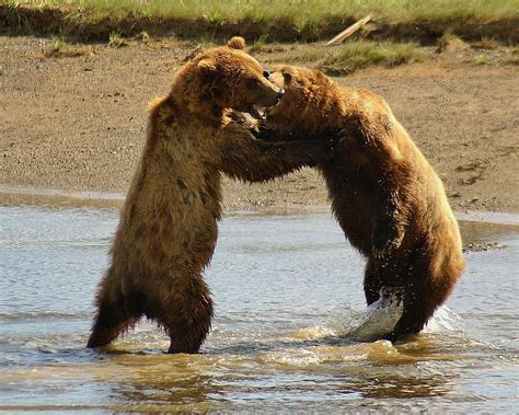 Young Grizzly Bears Fighting Photograph By Patricia Twardzik Fine Art