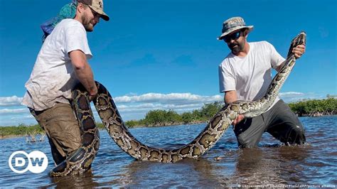 Serpientes En Florida Capturan Una Pitón Hembra Gigante Dw 29062022