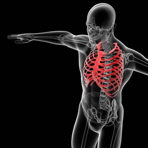 The rib cage is formed by the sternum, costal cartilage, ribs, and the bodies of the thoracic vertebrae. Improve Your Posture and Back Health with Rib Cage Lifts