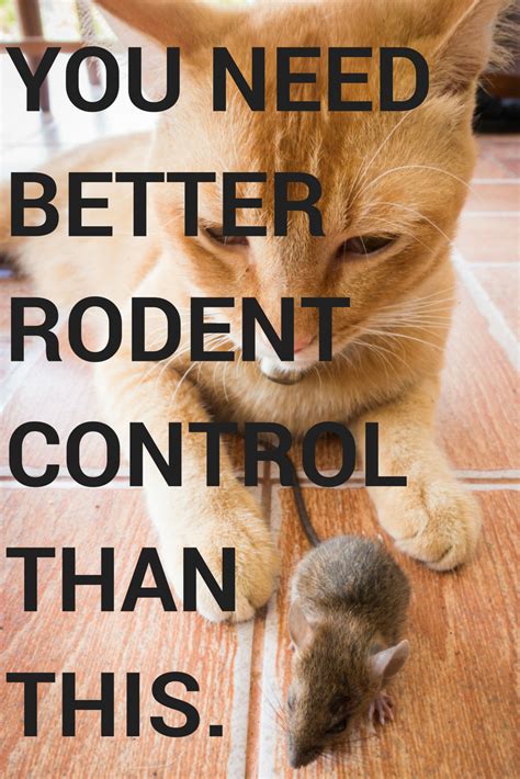 Click For Professional Insight About Rodents Their Habits And How To