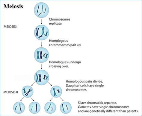 Six pages begin with a detailed introduction to meiosis and homologous chromosome pairs. Meiosis