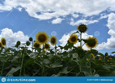 Shaded Sunflowers Stock Photos Free And Royalty Free Stock Photos From