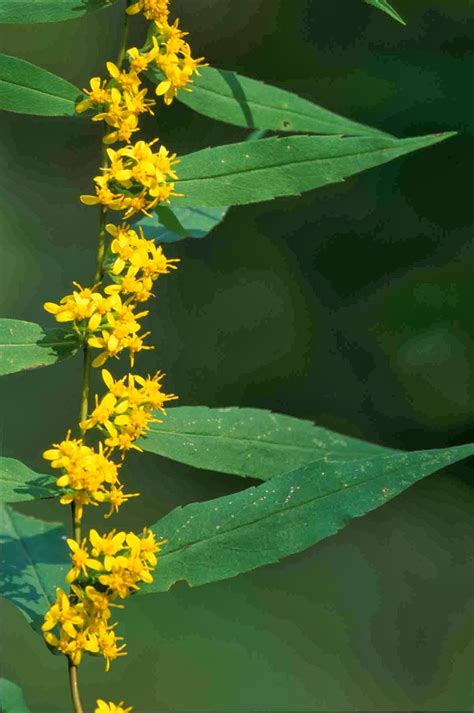 Kentucky Native Plant And Wildlife Plant Of The Week Blue Stemmed