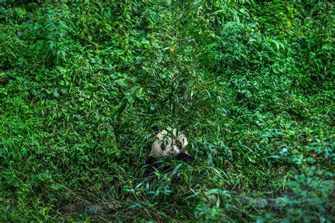 A Behind The Scenes Look At Photographing Pandas