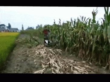 Corn Row Gif Find Share On Giphy