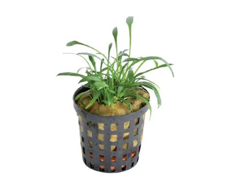 Криптокорина мелкая, криптокорина карликовая, криптокорина парва (cryptocoryne parva). Cryptocoryne parva - Milou Acuarios