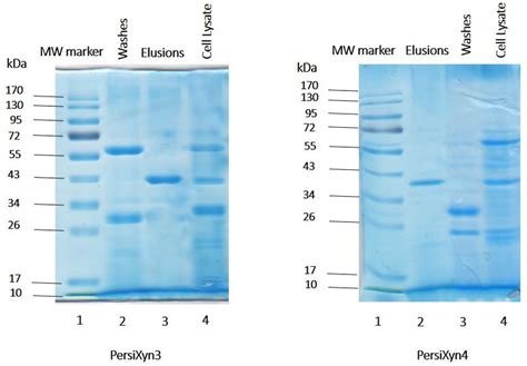 Laemmli which is commonly used as a method to separate proteins with molecular masses between 5 and 250 kda.1 2 the combined use of sodium dodecyl sulfate and polyacrylamide gel allows to eliminate the influence. SDS-PAGE analysis of PersiXyn3 and PersiXyn4. The SDS-PAGE ...