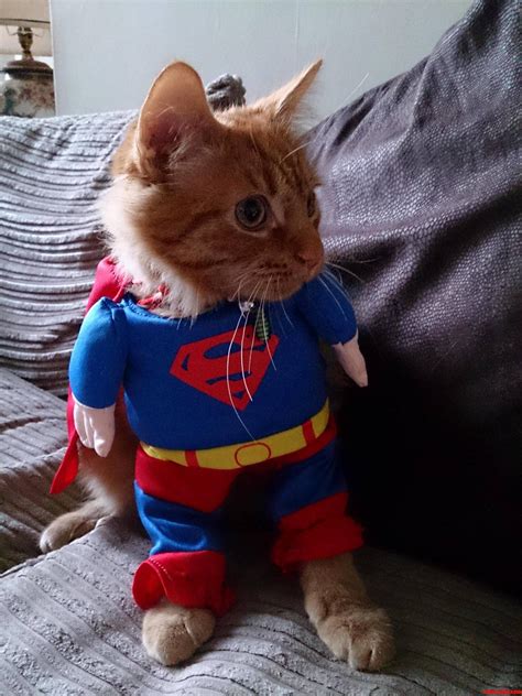 Super Cat Follow Wildeducation On Twitter For More Pics