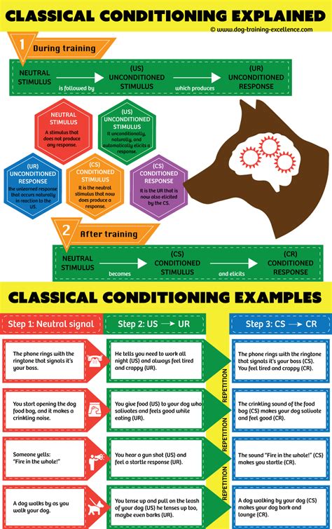Classical Conditioning A Basic Form Of Learning