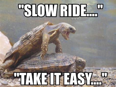 Slow Ride Take It Easy Turtle Humor Turtles Pinterest