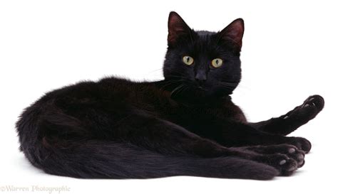 Black Cat Lying Down Photo Wp04799