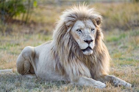 Rare Albino Lion