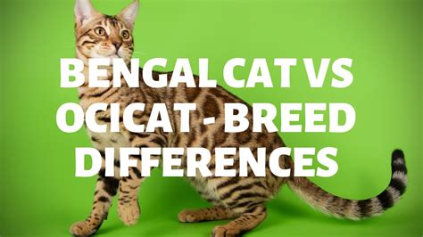 What Is The Difference Between A Bengal Cat And An Ocicat Authentic