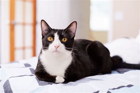 Download Relaxed Black And White Tuxedo Cat On A Bed Stock Photo Istock