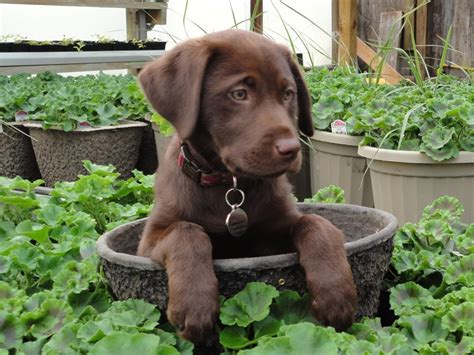 Our Chocolate Lab Puppy Bailey In One Of Our Greenhouses Chocolate