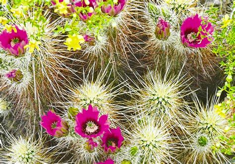 Cholla Cactus Blooms Photograph By Judy Kennedy Fine Art America