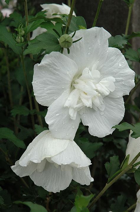 White Chiffon® Rose Of Sharon Hibiscus Syriacus Notwoodtwo In